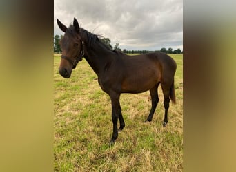 Westphalian, Mare, 1 year