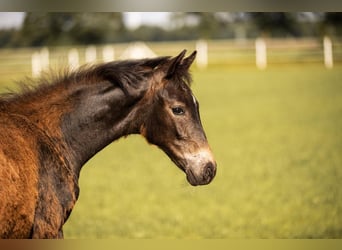 Westphalian, Mare, 1 year