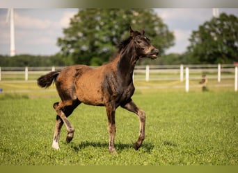 Westphalian, Mare, 1 year