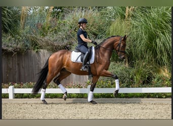 Westphalian, Mare, 1 year, Smoky-Black