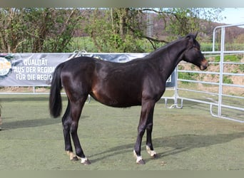 Westphalian, Mare, 1 year, Smoky-Black