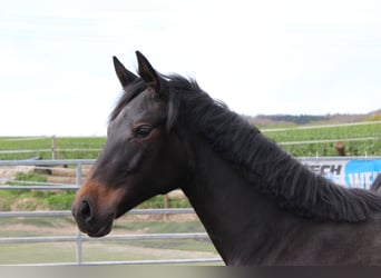 Westphalian, Mare, 1 year, Smoky-Black