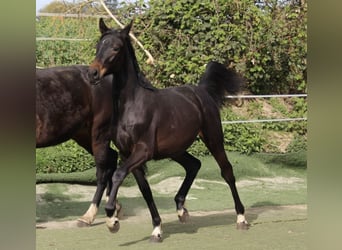 Westphalian, Mare, 1 year, Smoky-Black