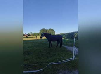 Westphalian, Mare, 20 years, 15.2 hh, Smoky-Black Westphalian, Mare, 20 years, 15.2 hh, Smoky-Black