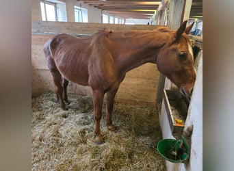 Westphalian, Mare, 20 years, 16,2 hh, Chestnut-Red