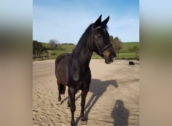 Westphalian, Mare, 21 years, 16 hh, Bay-Dark