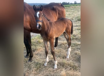 Westphalian, Mare, 21 years, 16,2 hh, Brown