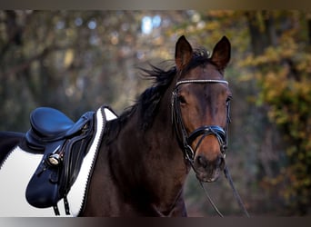 Westphalian, Mare, 22 years, 15.3 hh, Brown