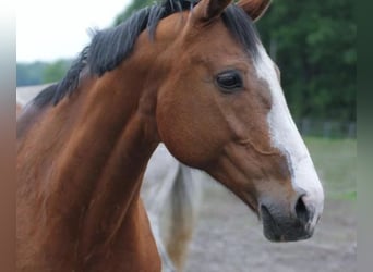 Westphalian, Mare, 22 years, 16,3 hh, Brown