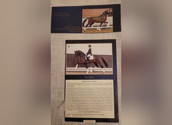 Westphalian, Mare, 22 years, 16 hh