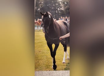 Westphalian, Mare, 22 years, 16 hh