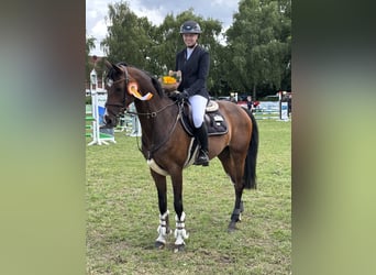 Westphalian, Mare, 22 years, 16 hh, Brown