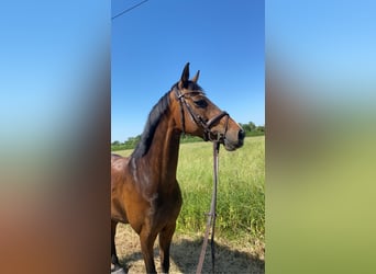 Westphalian, Mare, 22 years, 16 hh, Brown