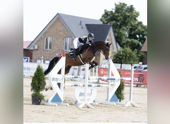Westphalian, Mare, 22 years, 16 hh, Brown
