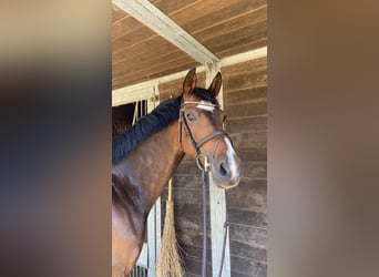 Westphalian, Mare, 22 years, 16 hh, Brown