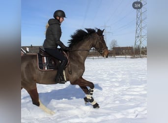 Westphalian, Mare, 22 years, 16 hh, Brown