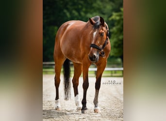 Westphalian, Mare, 23 years, 15,2 hh, Brown