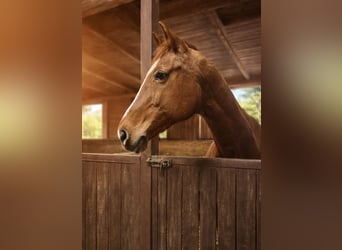 Westphalian, Mare, 23 years, 16 hh, Chestnut-Red