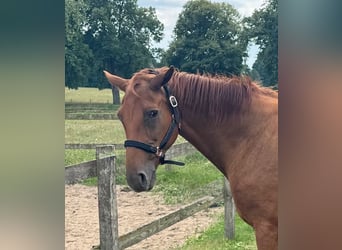 Westphalian, Mare, 23 years, 16,1 hh, Chestnut-Red