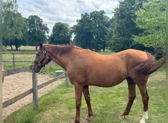Westphalian, Mare, 23 years, 16,1 hh, Chestnut-Red