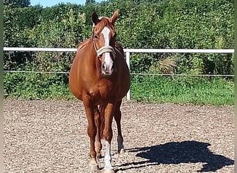 Westphalian, Mare, 24 years, Chestnut-Red