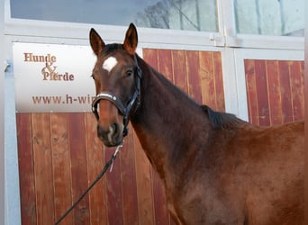 Westphalian, Mare, 2 years, 15,1 hh, Brown