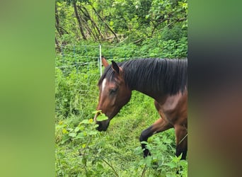 Westphalian, Mare, 2 years, 15.2 hh, Brown