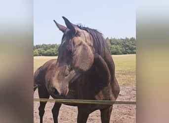 Westphalian, Mare, 2 years, 15.2 hh, Can be white