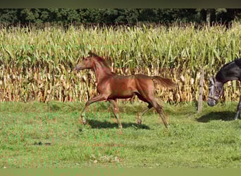 Westphalian, Mare, 2 years, 15.2 hh, Chestnut-Red