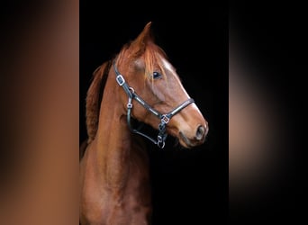 Westphalian, Mare, 2 years, 15.2 hh, Chestnut-Red