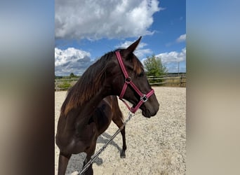 Westphalian, Mare, 2 years, 15.2 hh, Smoky-Black