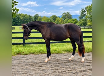 Westphalian, Mare, 2 years, 16.1 hh, Bay-Dark