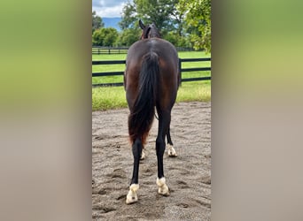 Westphalian, Mare, 2 years, 16.1 hh, Bay-Dark