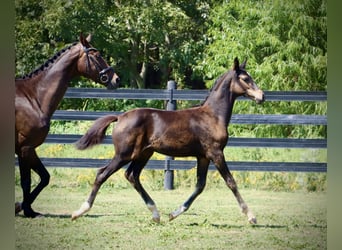 Westphalian, Mare, 2 years, 16.1 hh, Bay-Dark
