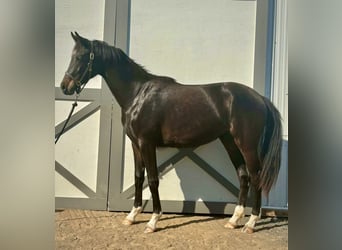 Westphalian, Mare, 2 years, 16.1 hh, Bay-Dark