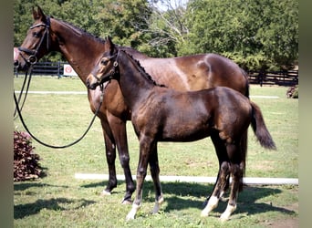 Westphalian, Mare, 2 years, 16.1 hh, Bay-Dark
