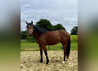 Westphalian, Mare, 2 years, 16.1 hh, Brown