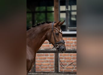Westphalian, Mare, 2 years, 16.1 hh, Chestnut