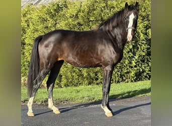 Westphalian, Mare, 2 years, 16 hh, Bay-Dark