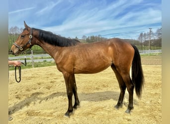 Westphalian, Mare, 2 years, 16 hh, Bay