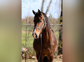 Westphalian, Mare, 2 years, 16,1 hh, Brown