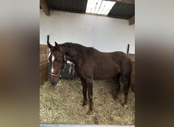 Westphalian, Mare, 2 years, 16,1 hh, Chestnut