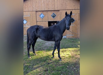Westphalian, Mare, 2 years, 16,2 hh, Black