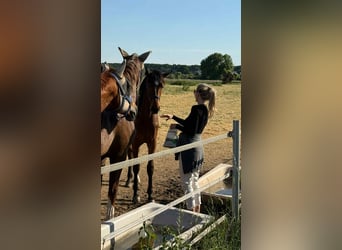 Westphalian, Mare, 2 years, 17.1 hh, Brown