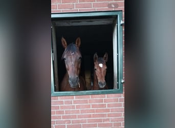 Westphalian, Mare, 2 years, 17.1 hh, Brown