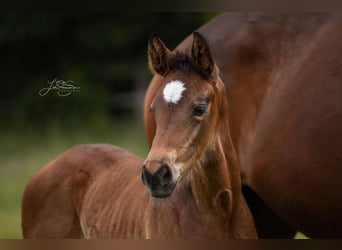 Westphalian, Mare, 2 years, 17,1 hh, Brown