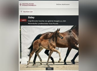 Westphalian, Mare, 2 years, 17,1 hh, Brown