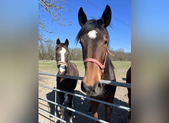 Westphalian, Mare, 2 years, 17,1 hh, Brown