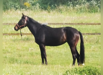 Westphalian, Mare, 2 years, Bay-Dark