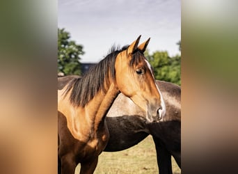 Westphalian, Mare, 2 years, Brown